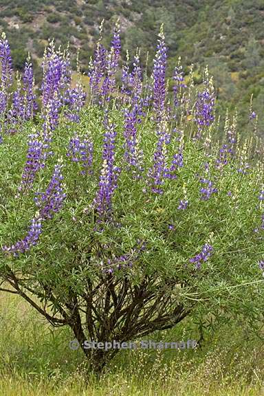 lupinus albifrons var albifrons 1 graphic